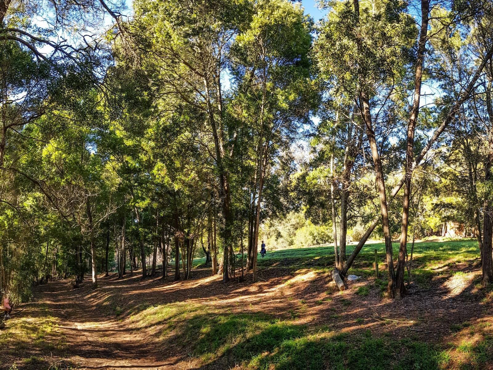 Louvain Guest Farm, Campsite, Forest, Nature, Plant, Tree, Wood