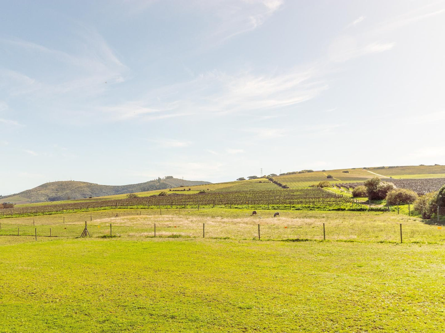 Lovane Boutique Wine Estate And Guest House Stellenbosch Western Cape South Africa Field, Nature, Agriculture