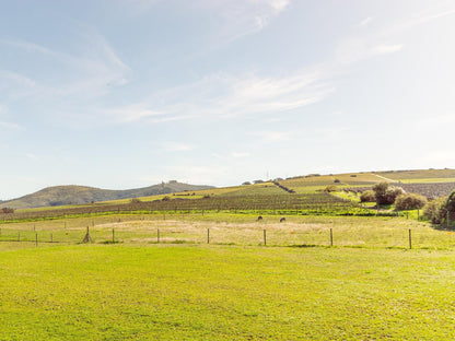 Lovane Boutique Wine Estate And Guest House Stellenbosch Western Cape South Africa Field, Nature, Agriculture