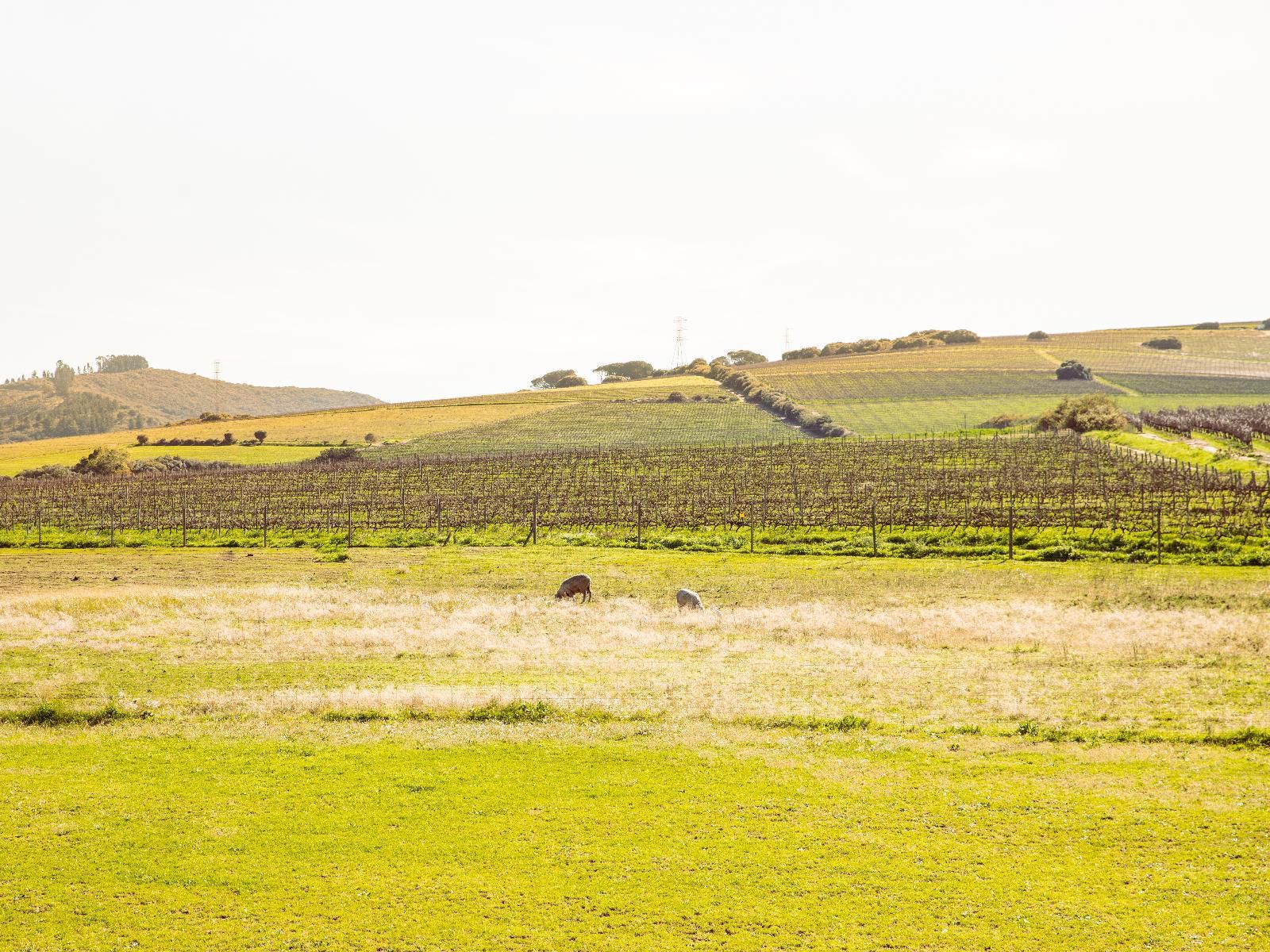 Lovane Boutique Wine Estate And Guest House Stellenbosch Western Cape South Africa Sepia Tones, Field, Nature, Agriculture, Canola, Plant, Lowland