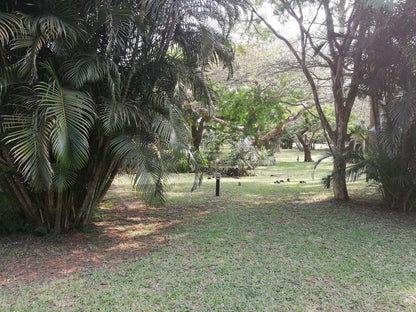 Low Tide St Lucia Kwazulu Natal South Africa Unsaturated, Palm Tree, Plant, Nature, Wood