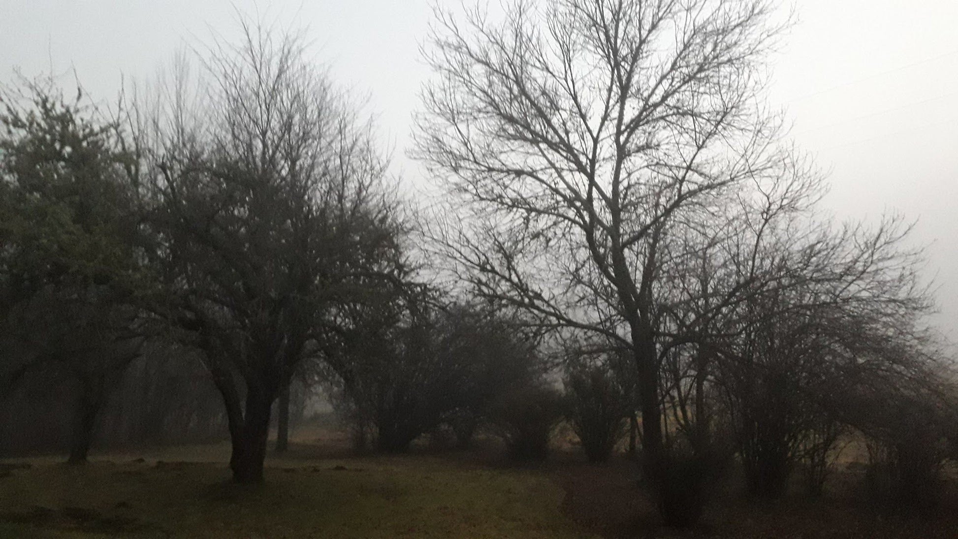 Lowestoffe Country Lodge Rockford Lodge Hogsback Eastern Cape South Africa Unsaturated, Fog, Nature, Tree, Plant, Wood