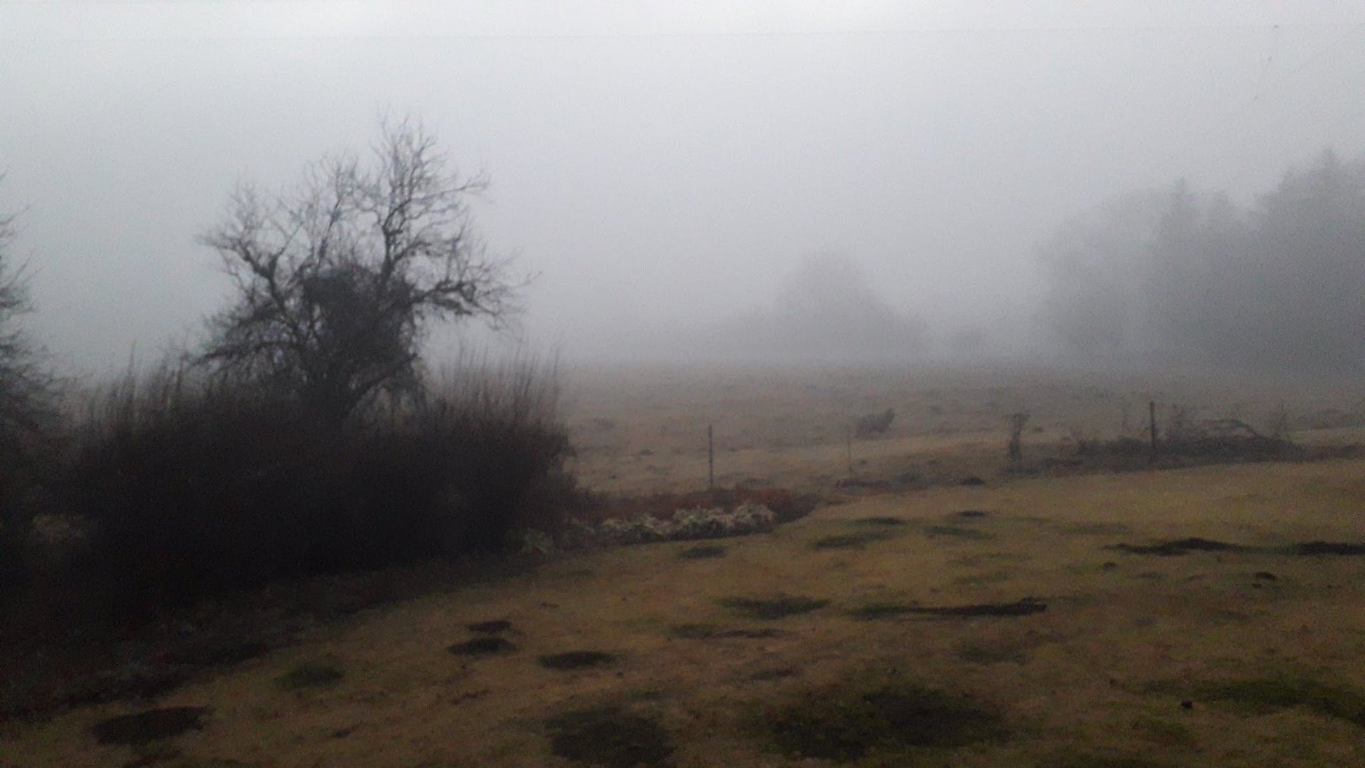 Lowestoffe Country Lodge Rockford Lodge Hogsback Eastern Cape South Africa Fog, Nature, Tree, Plant, Wood