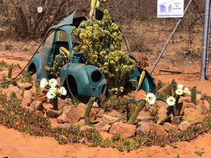 Luiperdloop Lodge Melkrivier Limpopo Province South Africa Cactus, Plant, Nature