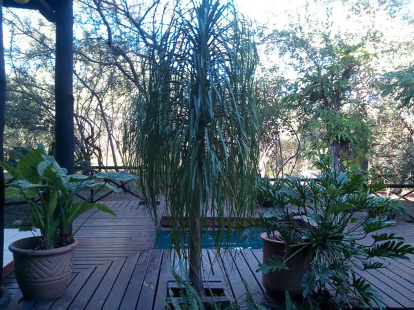 Luislang Leisure Marloth Park Mpumalanga South Africa Plant, Nature, Tree, Wood, Garden