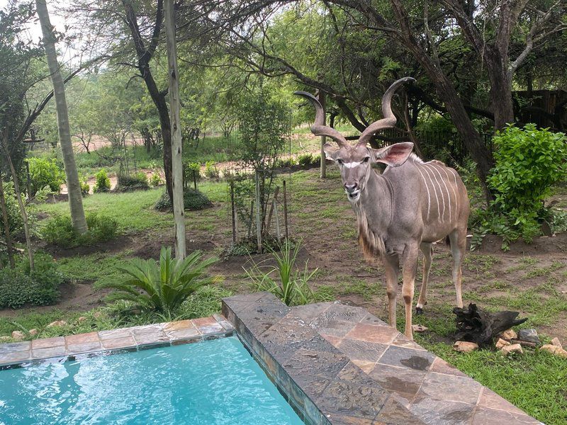 Lujos Sekekama Marloth Park Mpumalanga South Africa Animal, Swimming Pool