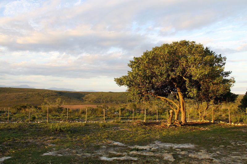 Lunsklip Farm Lekker Johnnie Outpost Stilbaai Western Cape South Africa Tree, Plant, Nature, Wood