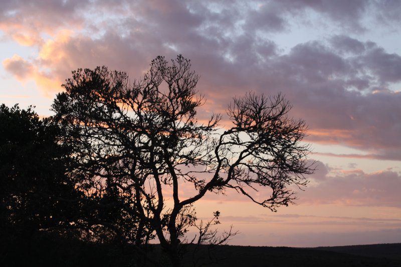 Lunsklip Farm Lekker Johnnie Outpost Stilbaai Western Cape South Africa Sky, Nature, Tree, Plant, Wood