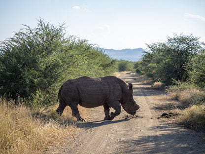 Lush Private Game Lodge Pilanesberg Game Reserve North West Province South Africa Rhino, Mammal, Animal, Herbivore