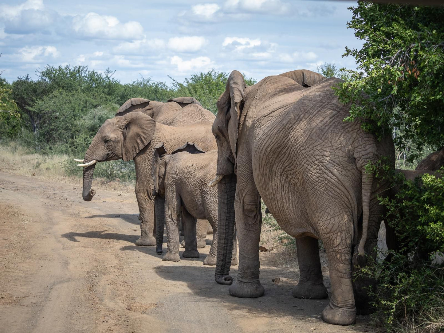 Lush Private Game Lodge Pilanesberg Game Reserve North West Province South Africa Complementary Colors, Elephant, Mammal, Animal, Herbivore