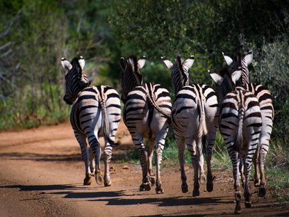Lush Private Game Lodge Pilanesberg Game Reserve North West Province South Africa Zebra, Mammal, Animal, Herbivore