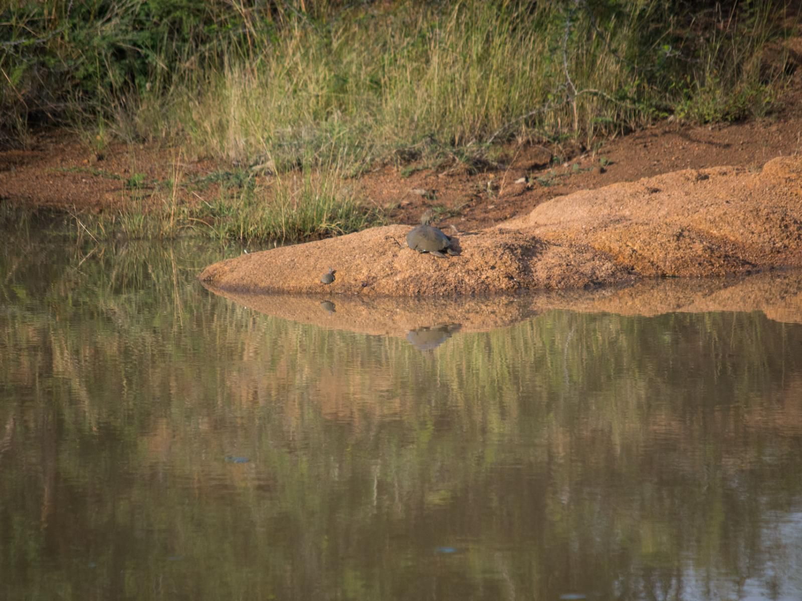 Lush Private Game Lodge Pilanesberg Game Reserve North West Province South Africa Sepia Tones, Turtle, Reptile, Animal