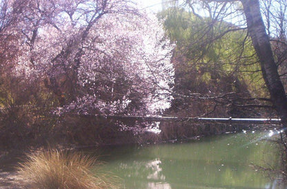 Lushof Lodge Springfontein Free State South Africa Blossom, Plant, Nature, River, Waters