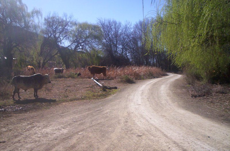 Lushof Lodge Springfontein Free State South Africa Cow, Mammal, Animal, Agriculture, Farm Animal, Herbivore