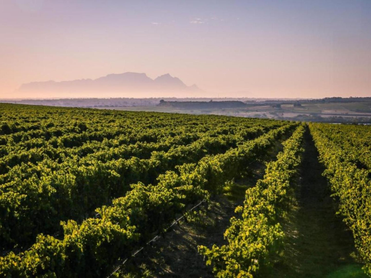 Lyngrove Wines And Guest House Somerset West Western Cape South Africa Field, Nature, Agriculture, Canola, Plant