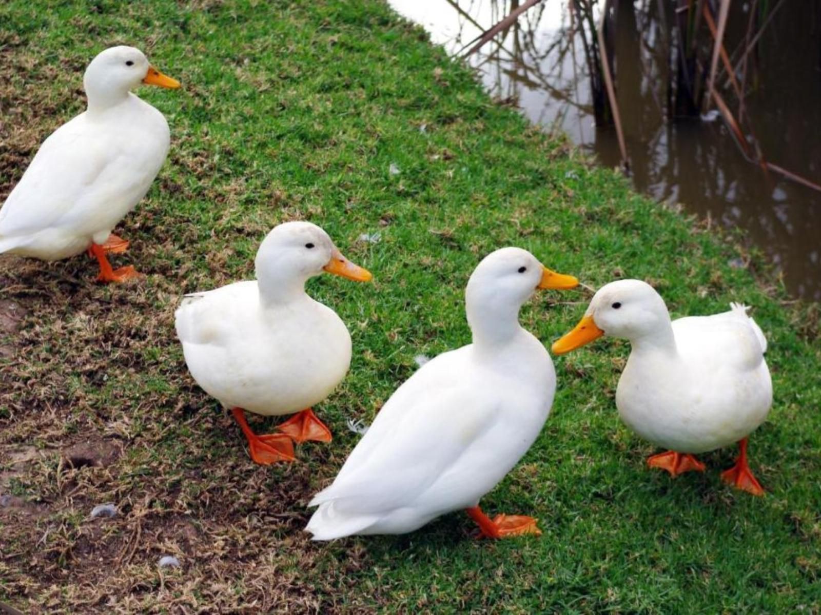 Lyngrove Wines And Guest House Somerset West Western Cape South Africa Duck, Bird, Animal