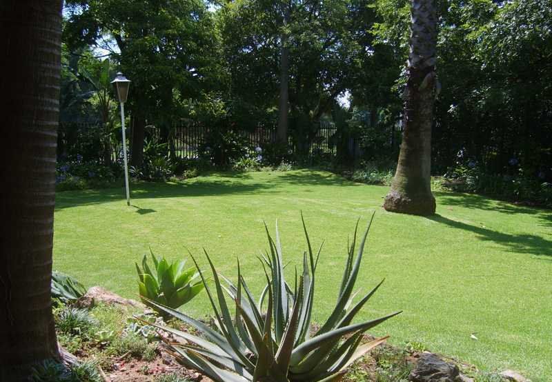 Lynnwoodview Bed And Breakfast Lynnwood Pretoria Tshwane Gauteng South Africa Palm Tree, Plant, Nature, Wood, Garden