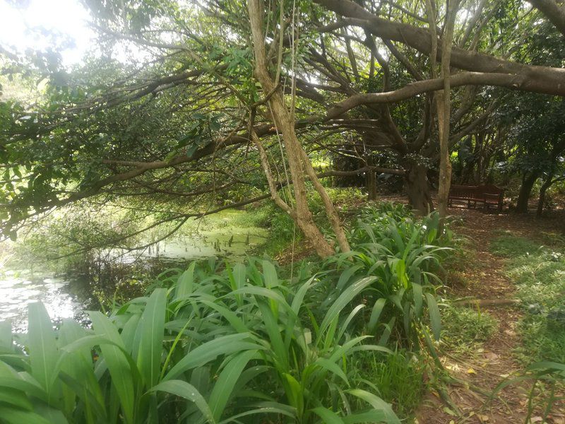 Lyn S Place Dunkirk Estate Ballito Kwazulu Natal South Africa Plant, Nature, River, Waters, Tree, Wood, Garden