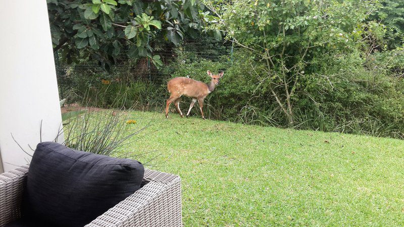 Lyn S Place Dunkirk Estate Ballito Kwazulu Natal South Africa Deer, Mammal, Animal, Herbivore