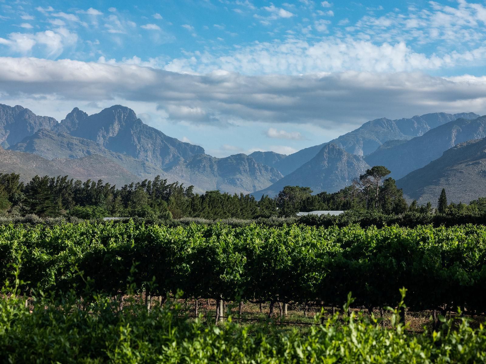 Lynx Wine Estate Wemmershoek Western Cape South Africa Mountain, Nature