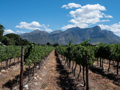 Lynx Wine Estate Wemmershoek Western Cape South Africa Mountain, Nature, Wine, Drink