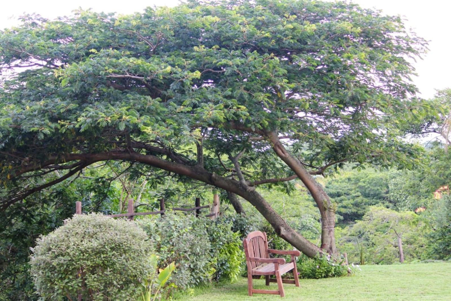 M Crystals Guesthouse Birdswood Richards Bay Kwazulu Natal South Africa Plant, Nature, Tree, Wood