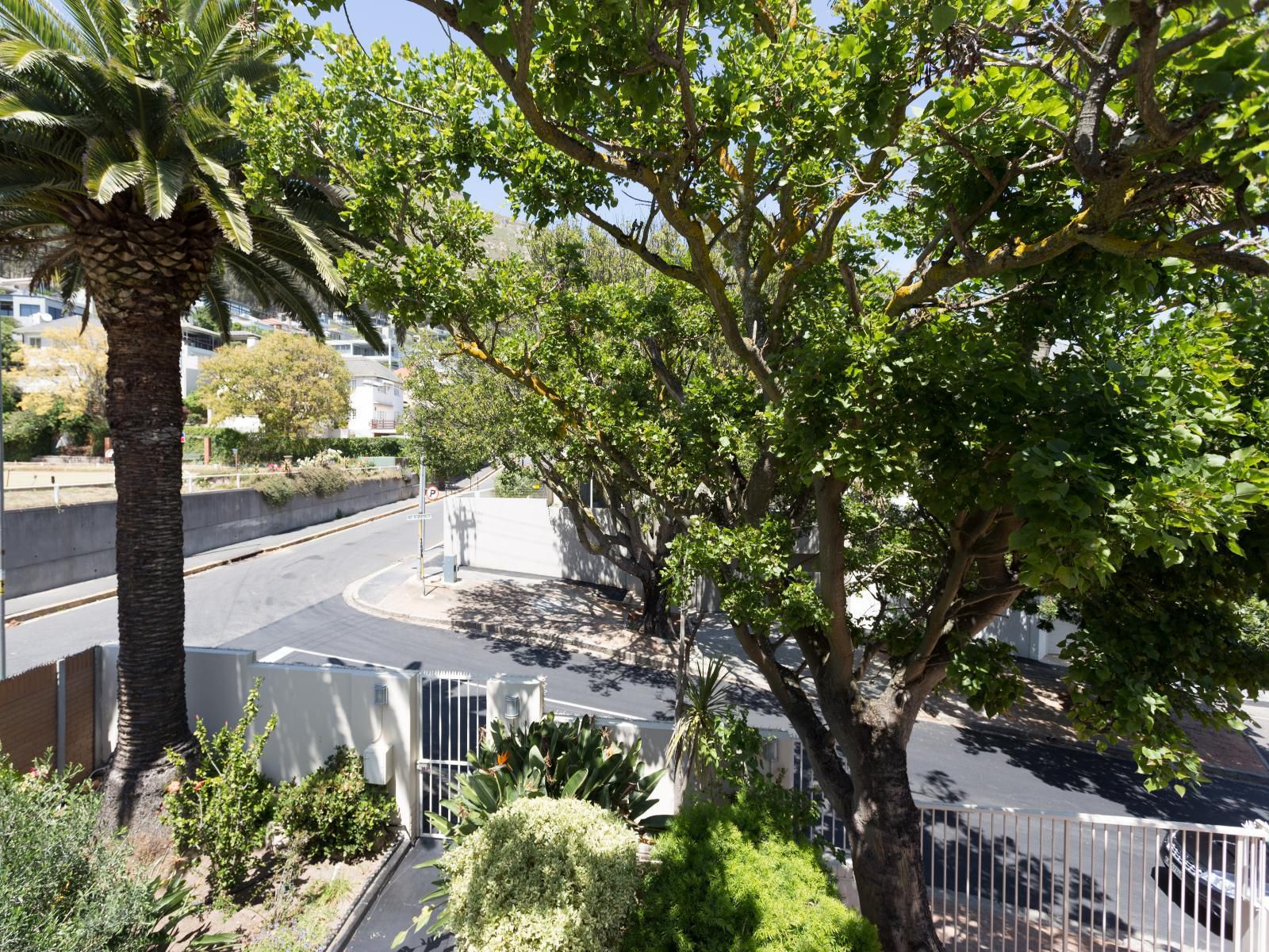 Maartens Guesthouse Fresnaye Cape Town Western Cape South Africa Palm Tree, Plant, Nature, Wood, Skyscraper, Building, Architecture, City, Garden