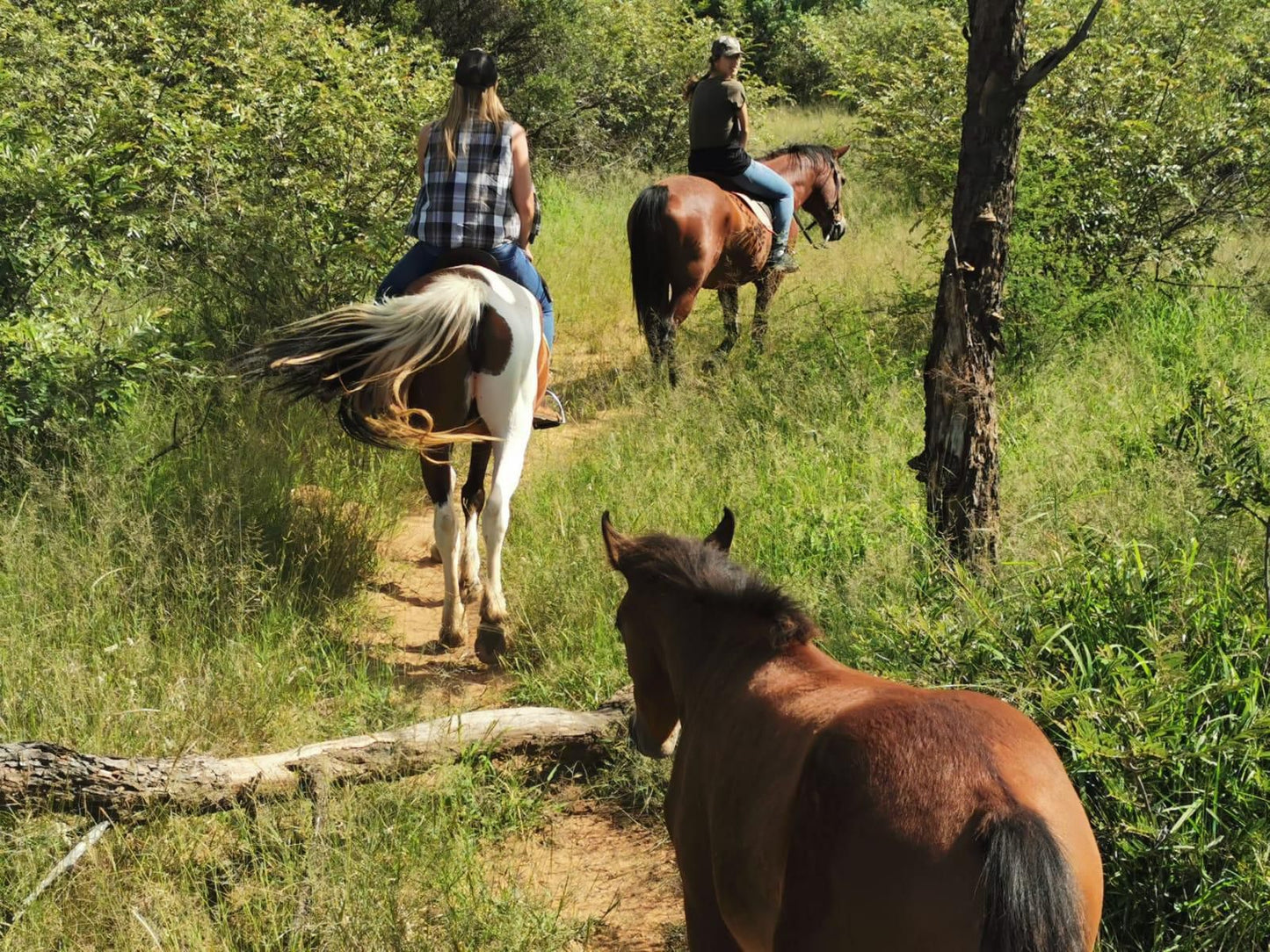 Mabalingwe Caravan Park, Horse, Mammal, Animal, Herbivore, Person