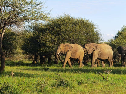 Mabalingwe Caravan Park, Elephant, Mammal, Animal, Herbivore