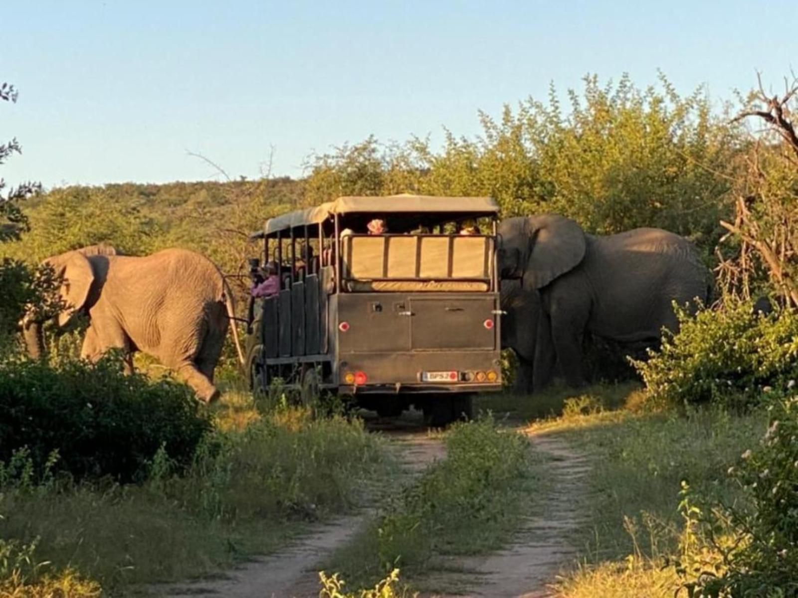 Mabalingwe Caravan Park, Elephant, Mammal, Animal, Herbivore, Rhino