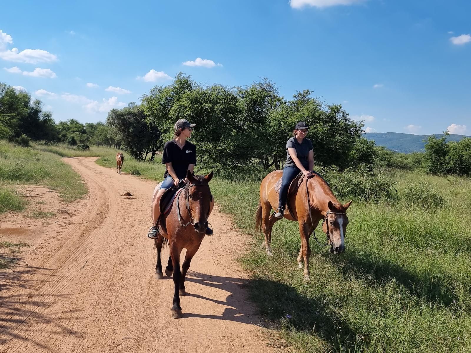 Mabalingwe Caravan Park, Horse, Mammal, Animal, Herbivore, Person