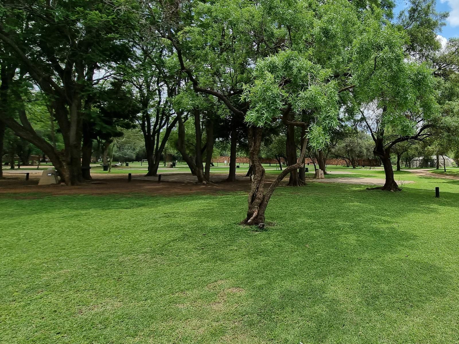 Mabalingwe Caravan Park, Group 2 Camp Sites, Plant, Nature, Tree, Wood