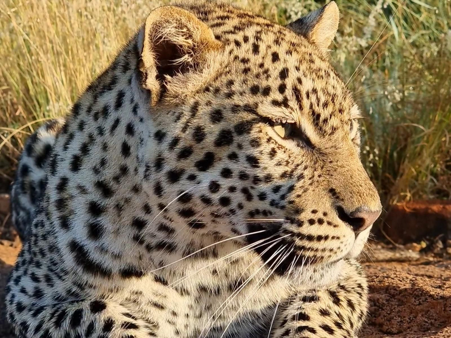 Mabalingwe Game Reserve, Leopard, Mammal, Animal, Big Cat, Predator