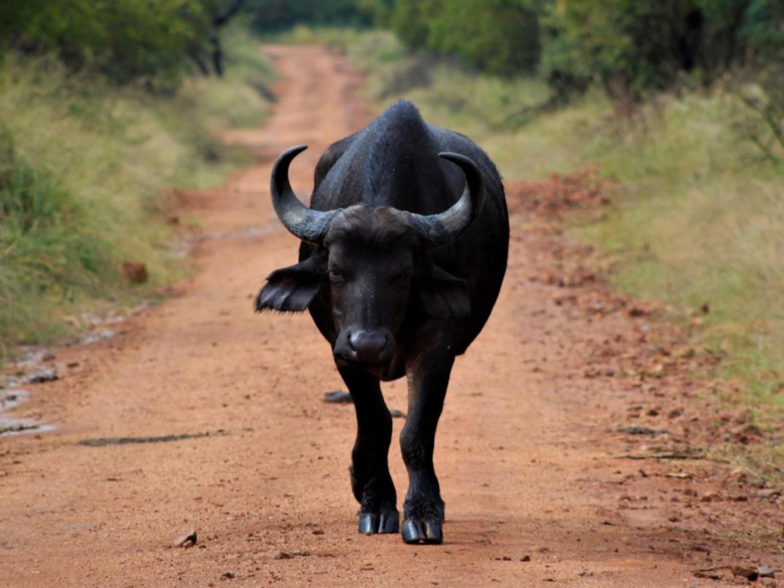 Mabalingwe Game Reserve, Water Buffalo, Mammal, Animal, Herbivore