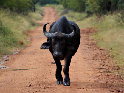 Mabalingwe Game Reserve, Water Buffalo, Mammal, Animal, Herbivore