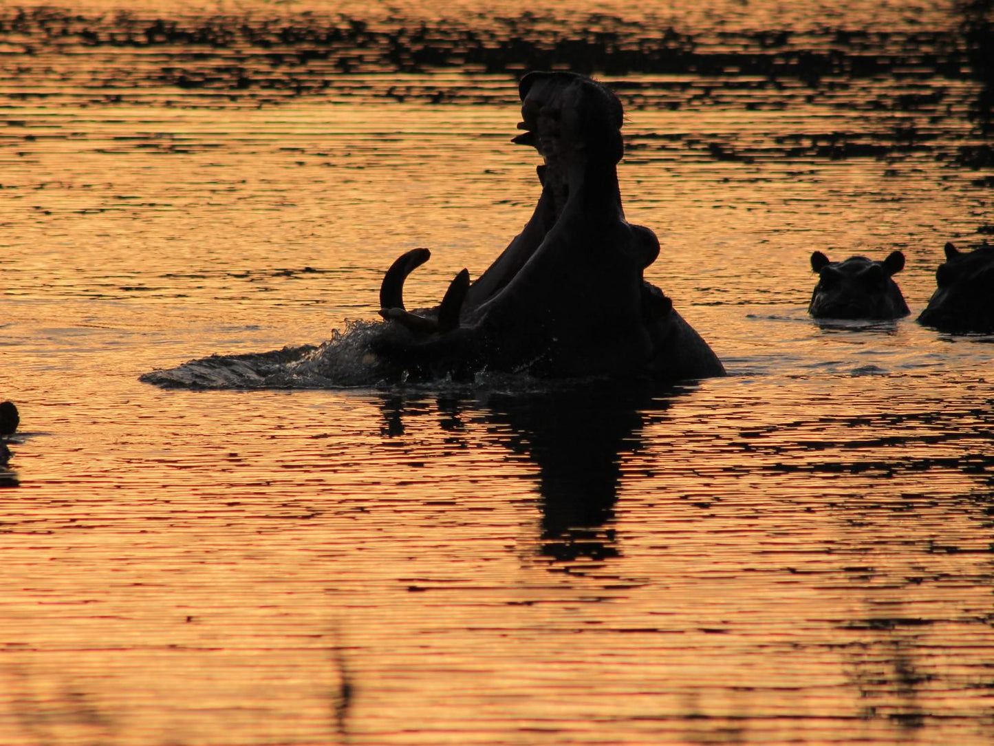 Mabalingwe Game Reserve, Animal