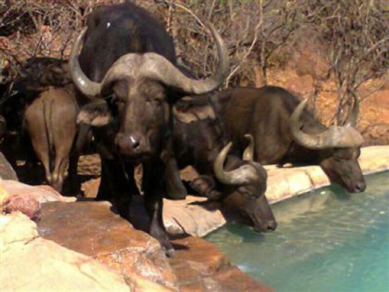 Mabalingwe Ngululu Lodge Mabalingwe Nature Reserve Bela Bela Warmbaths Limpopo Province South Africa Water Buffalo, Mammal, Animal, Herbivore