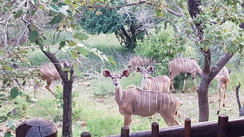 Mabalingwe Nature Reserve Self Catering House Mabalingwe Nature Reserve Bela Bela Warmbaths Limpopo Province South Africa Deer, Mammal, Animal, Herbivore