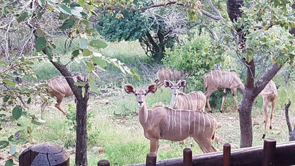 Mabalingwe Nature Reserve Self Catering House Mabalingwe Nature Reserve Bela Bela Warmbaths Limpopo Province South Africa Deer, Mammal, Animal, Herbivore