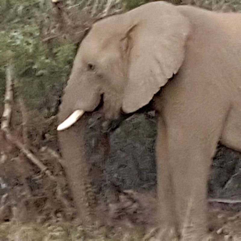 Mabalingwe Nature Reserve Self Catering House Mabalingwe Nature Reserve Bela Bela Warmbaths Limpopo Province South Africa Sepia Tones, Elephant, Mammal, Animal, Herbivore