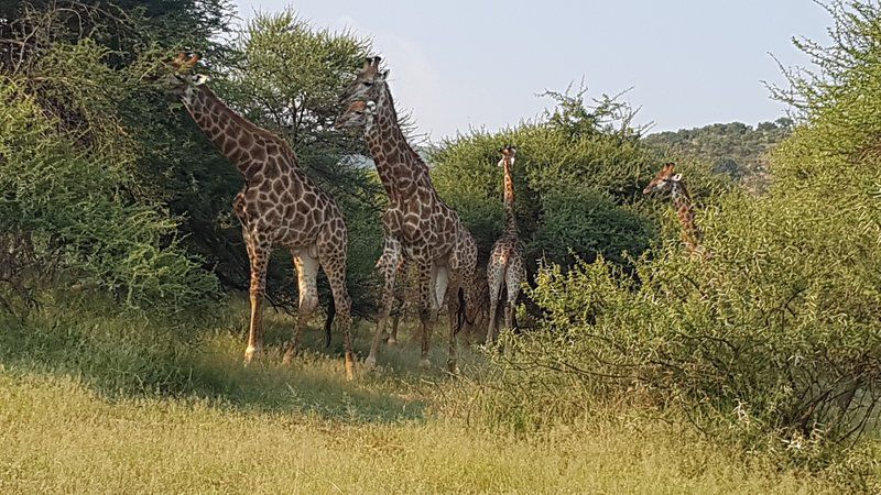 Mabalingwe Nature Reserve Self Catering House Mabalingwe Nature Reserve Bela Bela Warmbaths Limpopo Province South Africa Giraffe, Mammal, Animal, Herbivore
