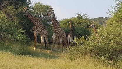 Mabalingwe Nature Reserve Self Catering House Mabalingwe Nature Reserve Bela Bela Warmbaths Limpopo Province South Africa Giraffe, Mammal, Animal, Herbivore