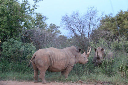 Mabalingwe Nature Reserve Self Catering House Mabalingwe Nature Reserve Bela Bela Warmbaths Limpopo Province South Africa Rhino, Mammal, Animal, Herbivore