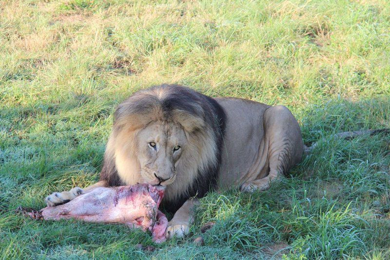 Mabalingwe Nature Reserve Self Catering House Mabalingwe Nature Reserve Bela Bela Warmbaths Limpopo Province South Africa Lion, Mammal, Animal, Big Cat, Predator