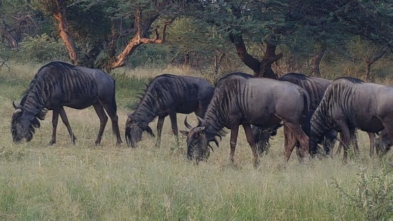 Mabalingwe Nature Reserve Self Catering House Mabalingwe Nature Reserve Bela Bela Warmbaths Limpopo Province South Africa Unsaturated, Gnu, Mammal, Animal, Herbivore