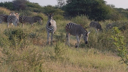 Mabalingwe Nature Reserve Self Catering House Mabalingwe Nature Reserve Bela Bela Warmbaths Limpopo Province South Africa Zebra, Mammal, Animal, Herbivore