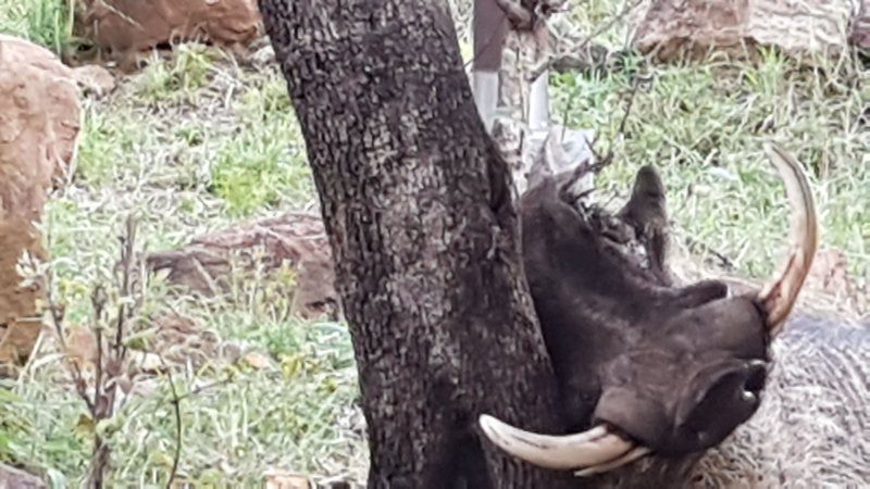 Mabalingwe Nature Reserve Self Catering House Mabalingwe Nature Reserve Bela Bela Warmbaths Limpopo Province South Africa Animal