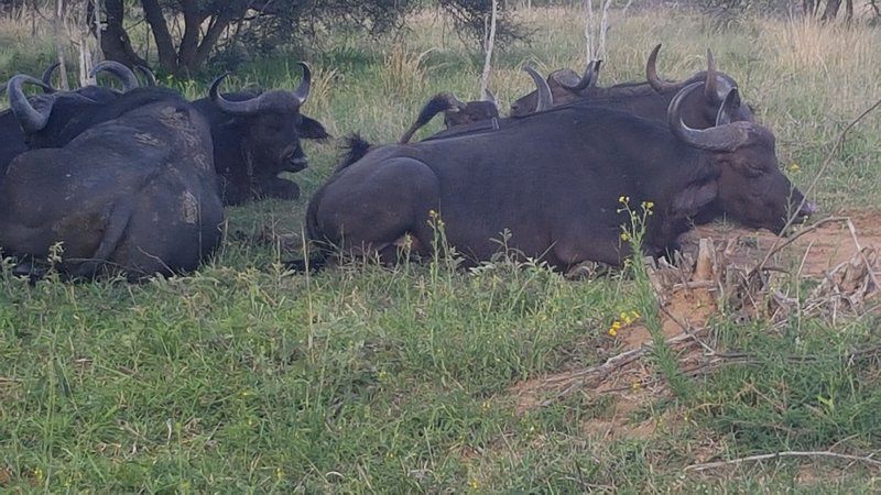Mabalingwe Nature Reserve Self Catering House Mabalingwe Nature Reserve Bela Bela Warmbaths Limpopo Province South Africa Unsaturated, Bison, Mammal, Animal, Herbivore, Water Buffalo