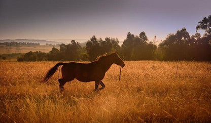 Macabelel Lodge Dullstroom Mpumalanga South Africa Horse, Mammal, Animal, Herbivore
