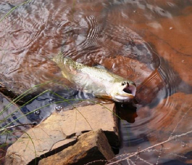 Macabelel Lodge Dullstroom Mpumalanga South Africa Fish, Marine Animal, Animal, Reptile